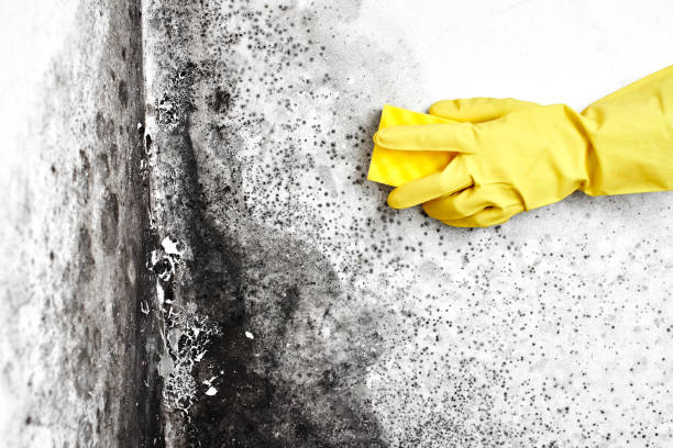Best Environmental Consulting for Mold Prevention  in Starkville, MS