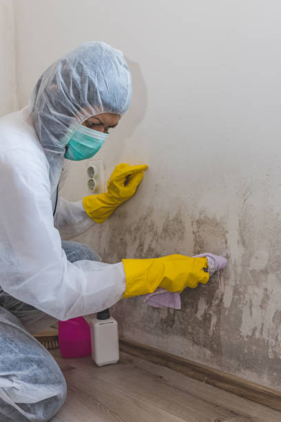 Best Biohazard Mold Removal  in Starkville, MS