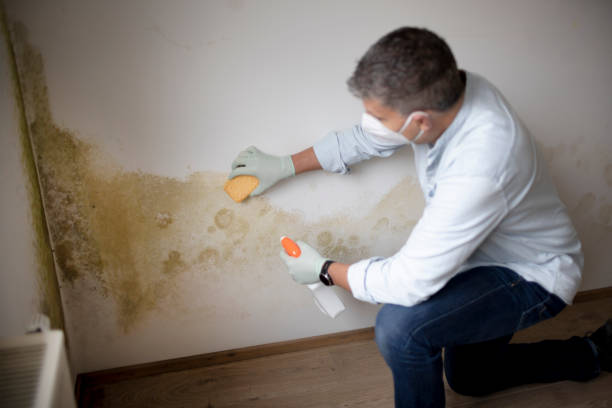 Best Asbestos and Lead Testing During Mold Inspection  in Starkville, MS