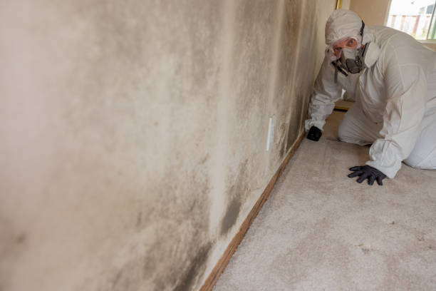 Best Mold Remediation for Healthcare Facilities  in Starkville, MS